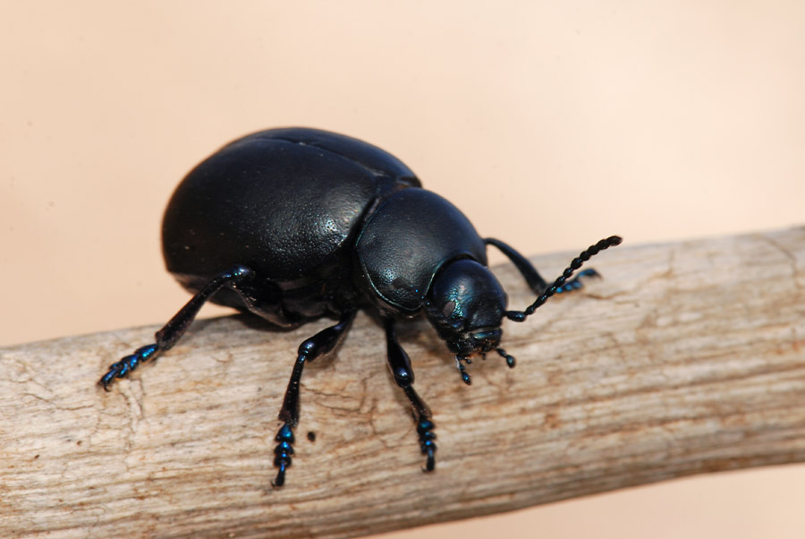 Timarcha nicaeensis